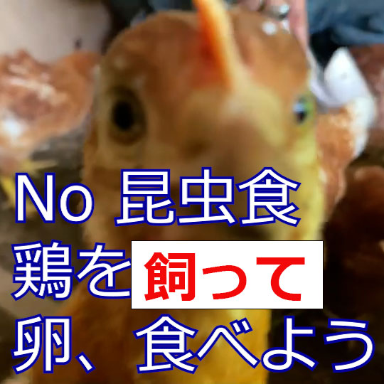 No #昆虫食　#鶏　を飼って#卵　を食べよう #Shorts
